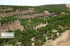 توسعه باغداری گلستان ضرورت حرکت در مسیر درآمدزایی و صادرات‌محوری