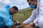 موردی از بیماری تب کریمه کنگو در گلستان مشاهده نشد