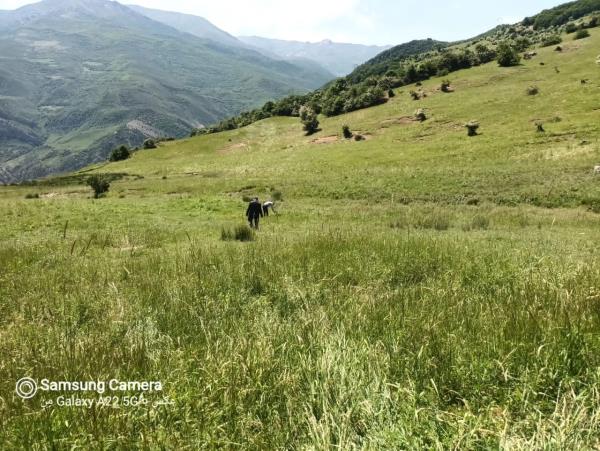 شناسایی کانون‌های آلوده به ملخ در سوادکوه