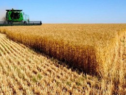 دستاورد رقم جدید گندم در گلستان  گامی بسوی جهش تولید و تامین امنیت غذایی