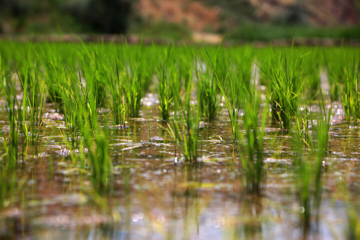 تلاش جهادی مسئولان برای رفع تنش آبی در اراضی شالیزاری