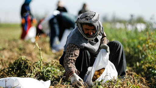 صندوق بیمه اجتماعی کشاورزان  راه تضمین اقتصاد روستاییان گلستان