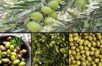 روزگـار سیـاه «طـلای سبز» در رودبـار