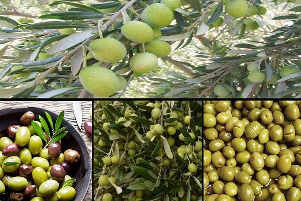 روزگـار سیـاه «طـلای سبز» در رودبـار