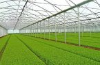 احداث نخستین شهرک گلخانه‌ای در آق قلا