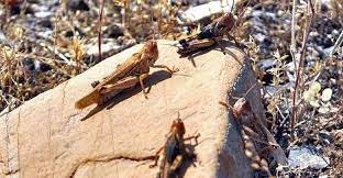 گلستان آماده انتقال تجربه مبارزه با آفت ملخ مراکشی به کشورهای دیگر است