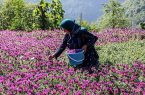 دهکده‌های کشاورزی در استان راه‌اندازی می‌شود