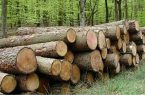 کشف و ضبط ۳ تُن چوب قاچاق در ساری