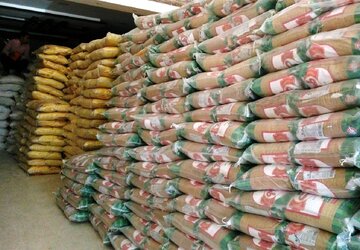 دشمنِ اصلی برنج مرغوب مازندران!