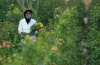 گردشگری کشاورزی، فرصتی  برای رونق اقتصاد روستاهای غرب مازندران