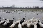 دامپزشکی مازندران نسبت به خطرسرایت آنفلوآنزای پرندگان درگله های پرورش اردک هشدار داد