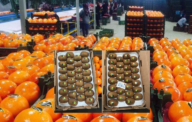 گامی مطمئن در جهت توسعه صادرات مرکبات و کیوی