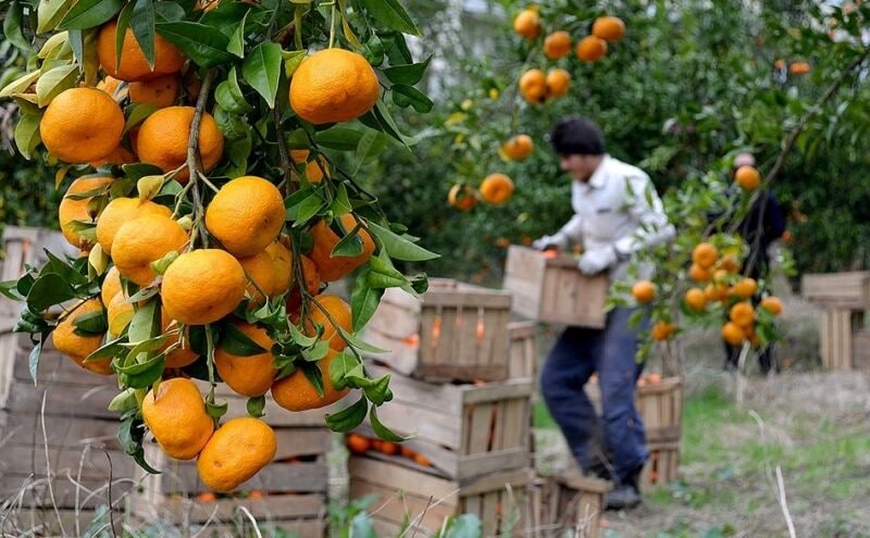 سایه روشنهای صادرات مرکبات
