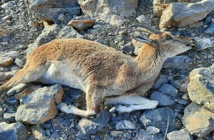 افزایش نگرا‌ن‌کننده تلفات طاعون نشخوارکنندگان در غرب مازندران
