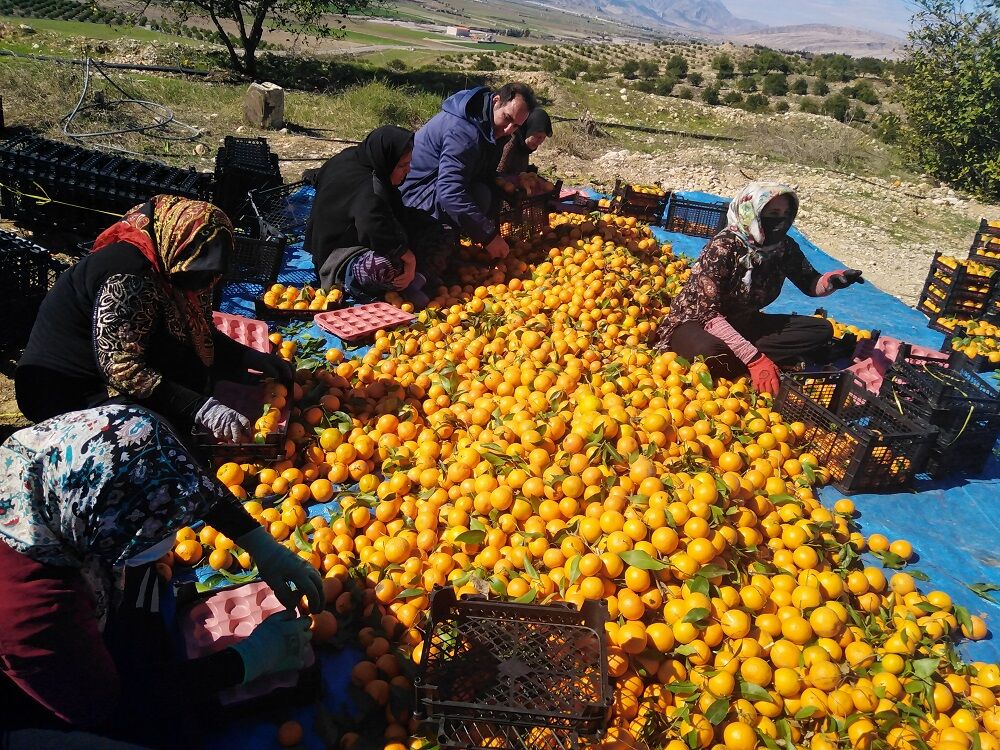 معضل تولید مرکبات در گلستان