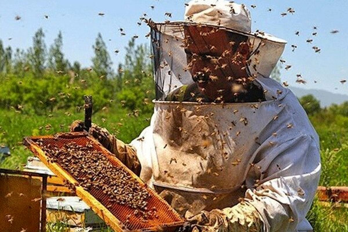 ظرفیتی برای توسعه گلستان