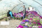 راهبرد دولت برای رونق کشاورزی در گلستان
