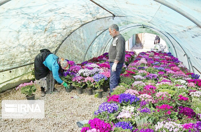 راهبرد دولت برای رونق کشاورزی در گلستان