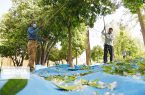 خزانِ نارنج در بهار دلکش!