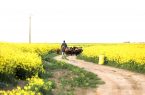 غروبِ غم‌انگیزِ خورشیدهای کوچک