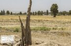 ۸۳ درصد مزارع گندم، جو و کلزا گنبدکاوس دچار خسارت خشکسالی هستند