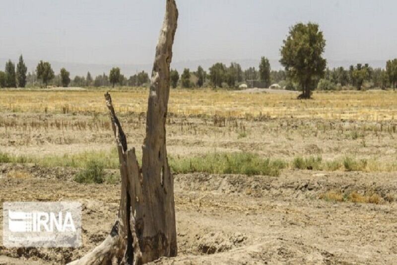 ۸۳ درصد مزارع گندم، جو و کلزا گنبدکاوس دچار خسارت خشکسالی هستند