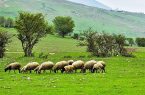 دامِ گسترده دام‌ها برای مراتع!