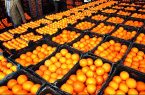 ترش و شیرینهای صادرات مرکبات ترش و شیرینهای صادرات مرکبات