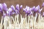 کشتِ طلای سرخ در ارتفاعات مازندران