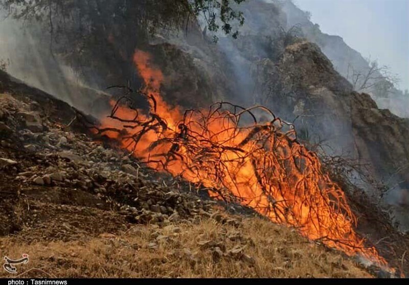 «جنگل» می‌سوزد و کاری ز دستم برنمی‌آید!
