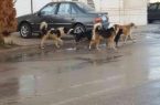 چالشِ سگی و ناکارآمدیِ اَبَدی !