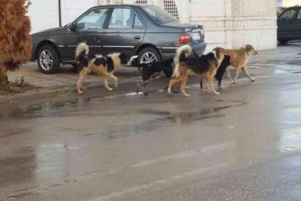 چالشِ سگی و ناکارآمدیِ اَبَدی !