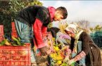 فصل چیدن نارنجی‌های خوشمزه و آبدار  فرا رسید
