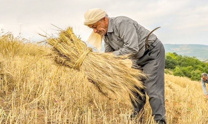 ضرورت تقویتِ تشکل‌های کشاورزی در مازندران سرویس اجتماعی