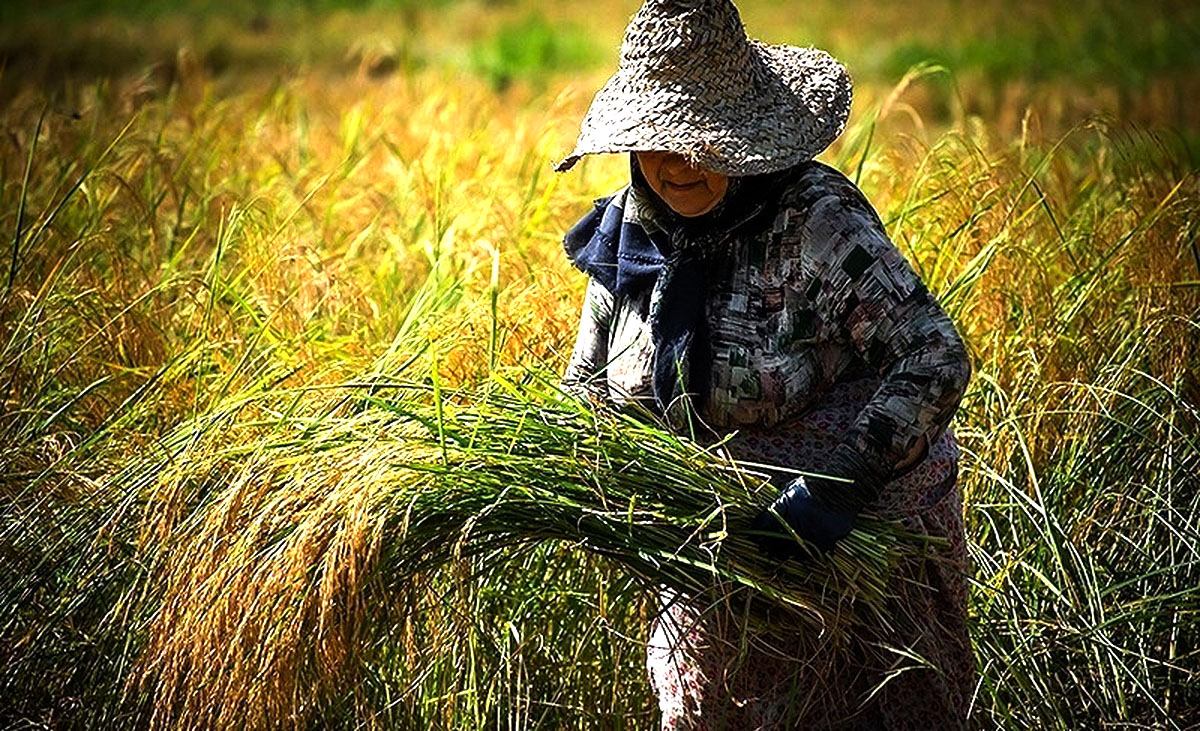 تلاش برای کاهش رنجِ برنج