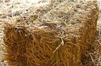 لزوم استفاده از بقایای محصولات زراعی در تغذیه دام