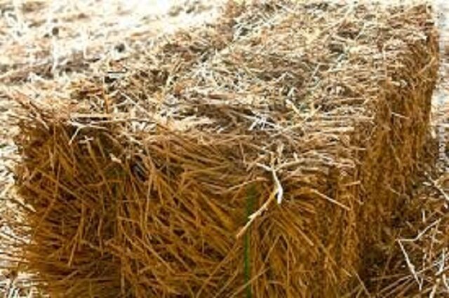 لزوم استفاده از بقایای محصولات زراعی در تغذیه دام