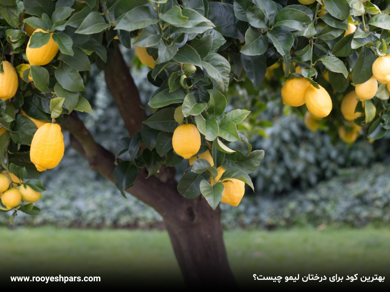 یک ماجرای ترش و شیرین!