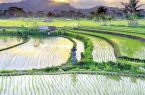 نگرانی برنج‌کاران از تخصیص ارز ترجیحی دولت به برنج وارداتی