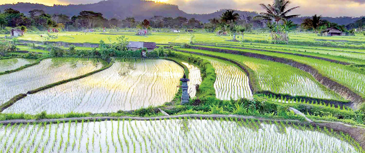 نگرانی برنج‌کاران از تخصیص ارز ترجیحی دولت به برنج وارداتی