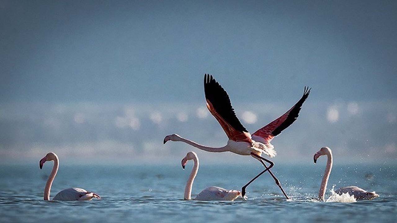 بی‌غذایی، مشکلِ جدیدِ مهاجرت!
