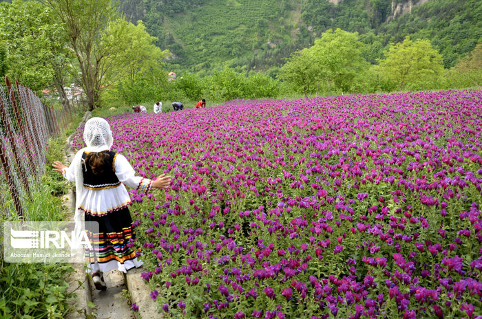 به رنگ ارغوان