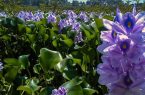 قاتل زیبای بی‌رحمِ تالاب‎ها