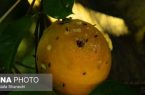مگس میوه مدیترانه، دشمن شماره یک باغات مازندران