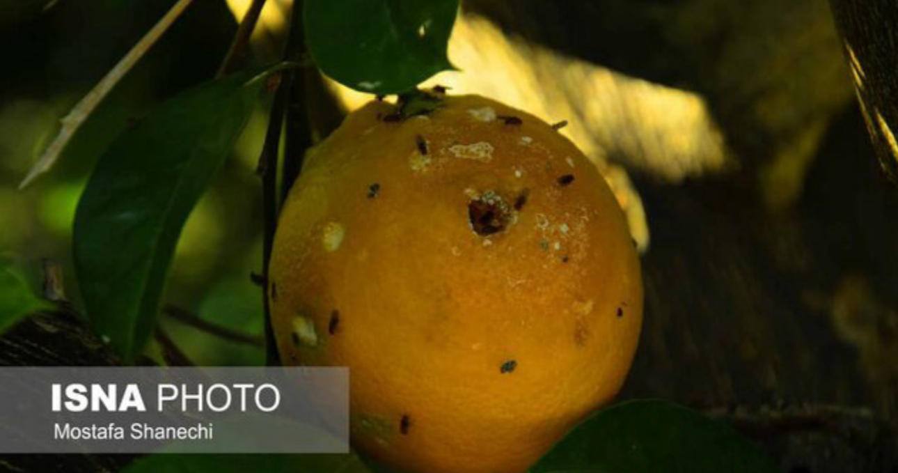 مگس میوه مدیترانه، دشمن شماره یک باغات مازندران