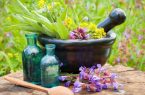 تولید گیاهان شفابخش جان می‌گیرد
