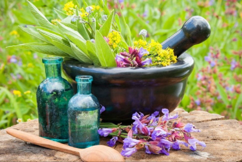 تولید گیاهان شفابخش جان میگیرد