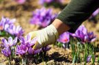 طبیبانِ ارزآور