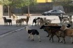 ترک‌فعل شهرداری‌ها و دهیاری‌ها
