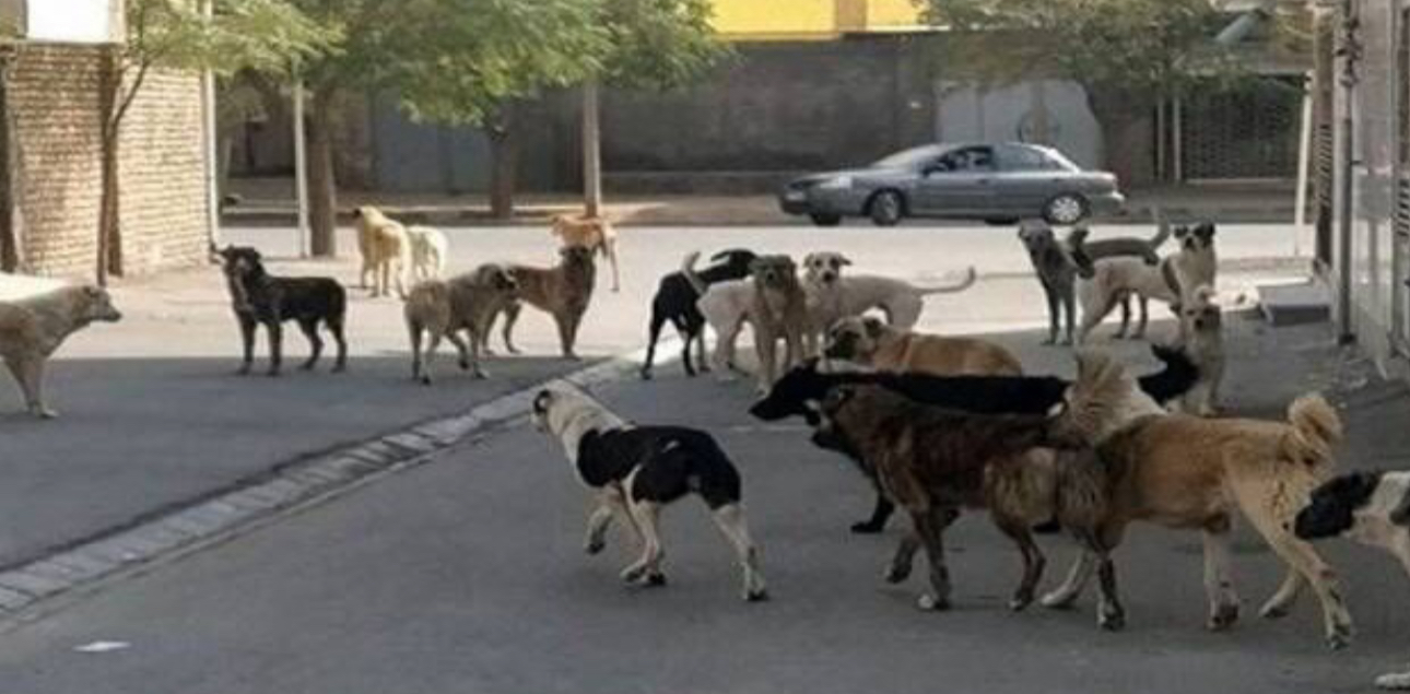 ترک‌فعل شهرداری‌ها و دهیاری‌ها